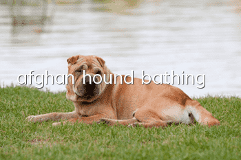 afghan hound bathing