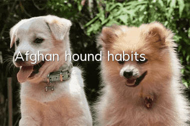 Afghan hound habits