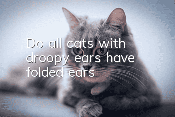 Do all cats with droopy ears have folded ears?