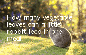 How many vegetable leaves can a little rabbit feed in one meal?