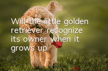 Will the little golden retriever recognize its owner when it grows up?