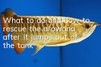 What to do and how to rescue the arowana after it jumps out of the tank