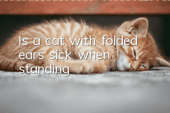 Is a cat with folded ears sick when standing?