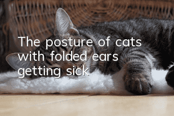 The posture of cats with folded ears getting sick