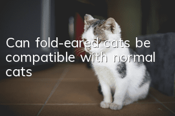Can fold-eared cats be compatible with normal cats?