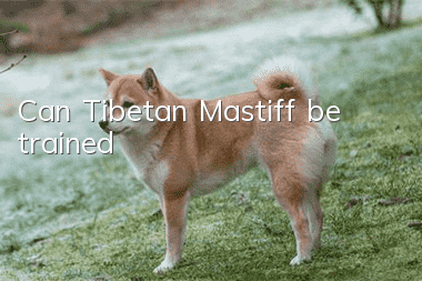 Can Tibetan Mastiff be trained?