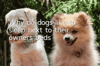 Why do dogs like to sleep next to their owners' beds?