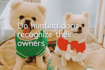 Do hunting dogs recognize their owners?