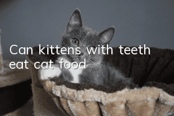 Can kittens with teeth eat cat food?