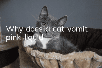 Why does a cat vomit pink liquid?