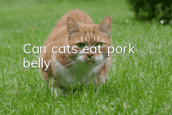 Can cats eat pork belly?