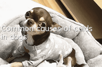 Common causes of colds in dogs