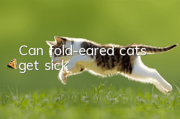Can fold-eared cats get sick?