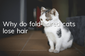 Why do fold-eared cats lose hair?