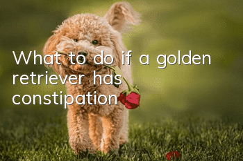 What to do if a golden retriever has constipation