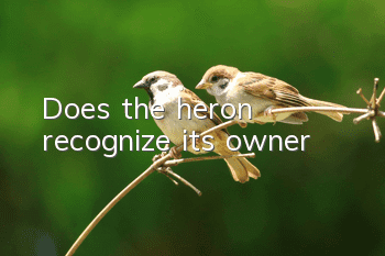 Does the heron recognize its owner?