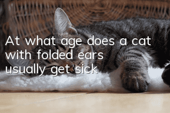 At what age does a cat with folded ears usually get sick?