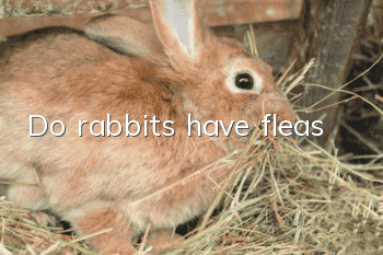 Do rabbits have fleas?