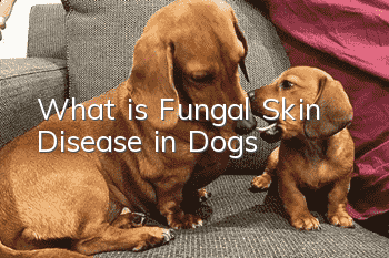 What is Fungal Skin Disease in Dogs