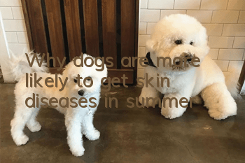 Why dogs are more likely to get skin diseases in summer