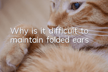 Why is it difficult to maintain folded ears?