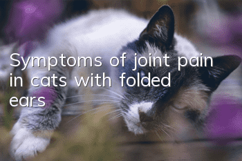Symptoms of joint pain in cats with folded ears