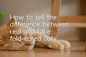 How to tell the difference between real and fake fold-eared cats
