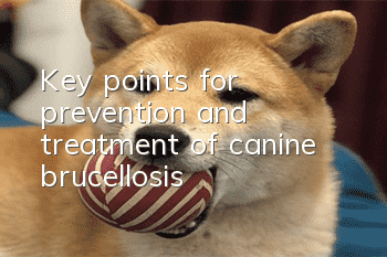 Key points for prevention and treatment of canine brucellosis