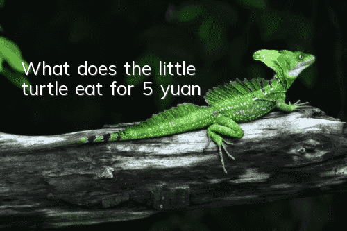 What does the little turtle eat for 5 yuan?