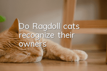 Do Ragdoll cats recognize their owners?