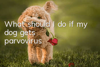What should I do if my dog gets parvovirus?
