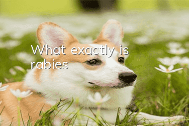 What exactly is rabies?