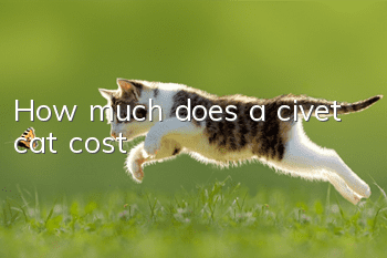 How much does a civet cat cost?