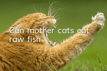 Can mother cats eat raw fish?