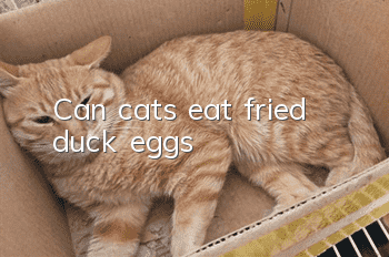 Can cats eat fried duck eggs?