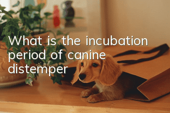 What is the incubation period of canine distemper?