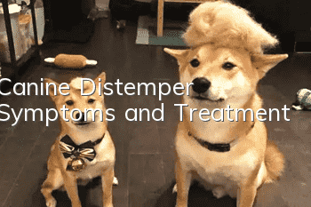 Canine Distemper Symptoms and Treatment