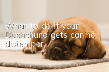 What to do if your Dachshund gets canine distemper