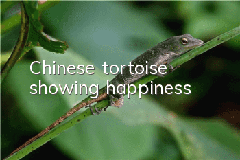 Chinese tortoise showing happiness