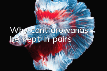 Why can’t arowanas be kept in pairs?