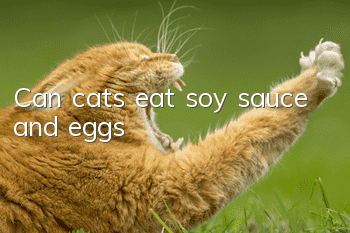 Can cats eat soy sauce and eggs?