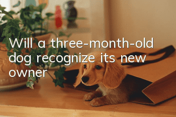 Will a three-month-old dog recognize its new owner?