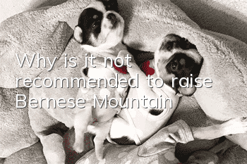 Why is it not recommended to raise Bernese Mountain?