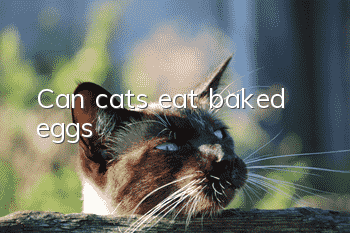 Can cats eat baked eggs?