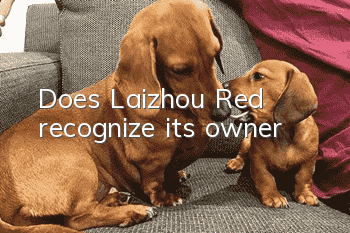 Does Laizhou Red recognize its owner?