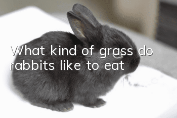 What kind of grass do rabbits like to eat?