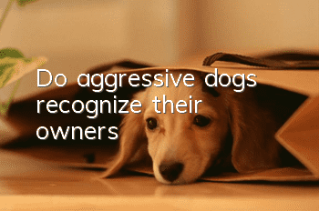 Do aggressive dogs recognize their owners?