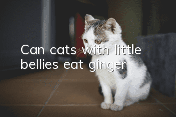 Can cats with little bellies eat ginger?
