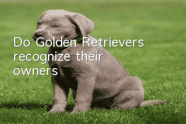 Do Golden Retrievers recognize their owners?