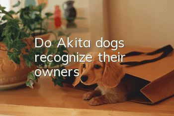 Do Akita dogs recognize their owners?